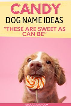 a dog holding a lollipop in its mouth with the caption, candy dog name ideas these are sweet as can be