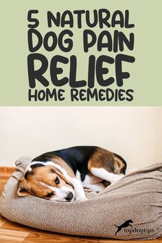 Natural Dog Pain Relief Home Remedies Dog Pain Relief Remedies, What Can I Give My Dog For Pain, Anti Inflammation For Dogs, Remedies For Arthritic Dogs, Dry Skin Dogs Remedies, Dog Sprained Leg Remedy, Diy Dog Treats For Joints, Tylenol For Dogs, Constipation Relief For Dogs