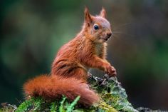 a red squirrel sitting on top of a moss covered tree trunk in the forest with its front paws up