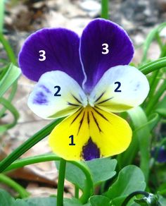 a purple and white flower with numbers on it