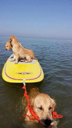 two dogs on a surf board in the water