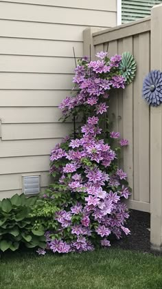 purple flowers are growing up the side of a house next to a fence and flower pot