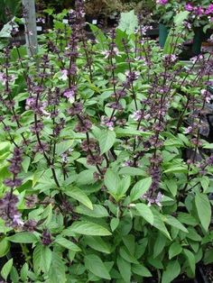 purple flowers are blooming in the garden