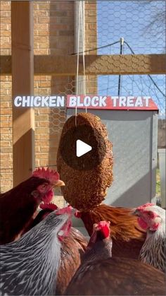 several chickens are eating out of a bird feeder