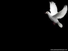 a white bird flying in the night sky