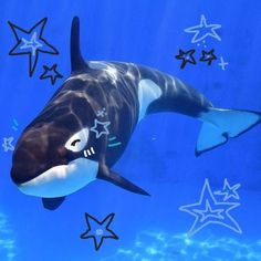 an orca swimming in the water surrounded by stars