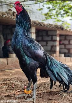 a black and red rooster standing on top of dirt