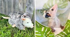 two pictures side by side, one shows a ferret and the other shows three baby animals