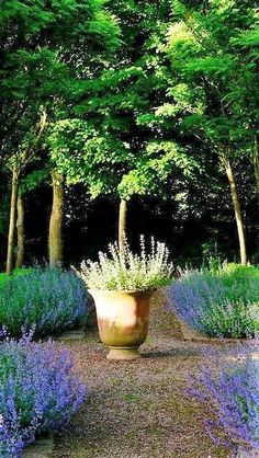 a large potted plant sitting in the middle of a garden filled with lavender flowers