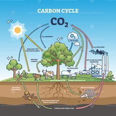 the carbon cycle is shown in this diagram, as well as other things that are related to it