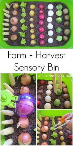 a collage of photos showing different types of vegetables and plants in a green tray