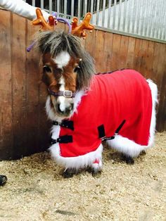 a small horse dressed up like santa clause standing next to a wooden fence with reindeer antlers on it's head