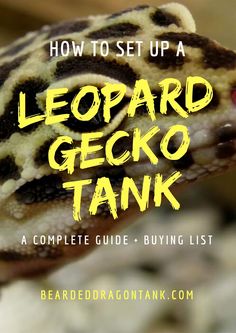 a leopard gecko with the words how to set up a leopard gecko tank