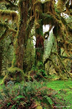 moss covered trees in the middle of a forest