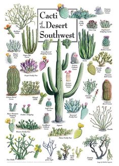 the cacti of the desert southwest poster is shown in white and features various cactuses