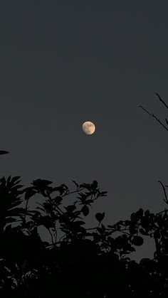 the moon is shining in the dark sky above some tree branches and leaves at night