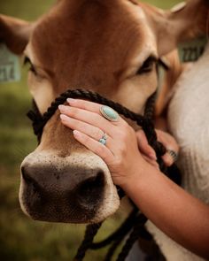 a close up of a person petting a cow's face with their hands