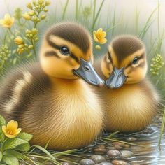 two ducklings are sitting in the water with their heads touching each other's beaks