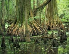 the trees are covered with moss in the swampy area, which is home to several species of tree - like plants