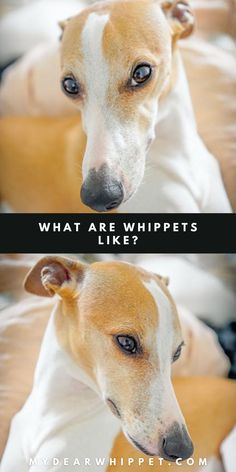 Whippet Temperament Dog Whippet, Whippet Dog Puppy, Whippets In Sweaters, Whippet Collar, Wildlife Paintings