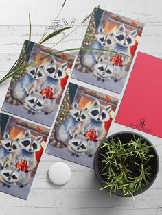 three pictures of raccoons are on the table next to a potted plant