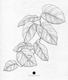 a black and white drawing of some leaves