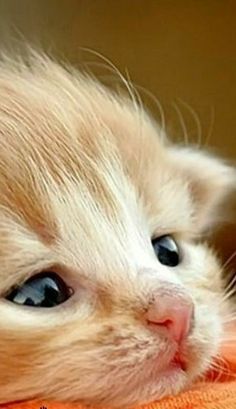 a white kitten with blue eyes laying on an orange towel and looking at the camera