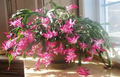 a potted plant with pink flowers sitting on a table in front of a window