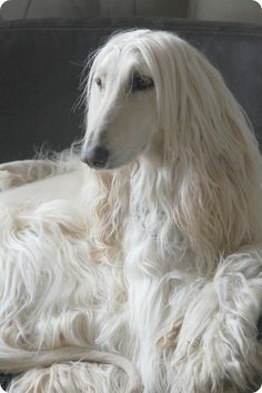 a white dog sitting on top of a black couch next to a window with long hair