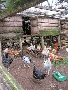 several chickens are standing around in the dirt