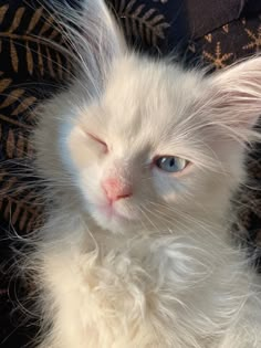 a white kitten with blue eyes sitting on a couch