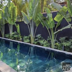 a pool surrounded by lush green plants next to a wall with a fence in the background