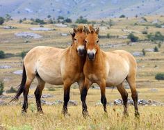 two brown horses standing next to each other on a grass covered field with mountains in the background