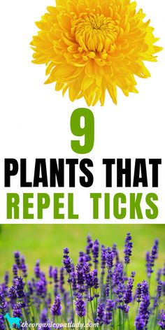 Are you looking for the best plants to plant in your yard and garden to repel ticks? These 9 plants repel ticks and will keep those pesky bugs away! Tick Tubes, Planting Lavender, Planting Marigolds, Gardening Tricks, Lavender Plants, Repellent Plants, Natural Bug Repellent, Tick Repellent