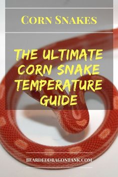 the ultimate corn snake guide for beginners to learn how to tell if it's real