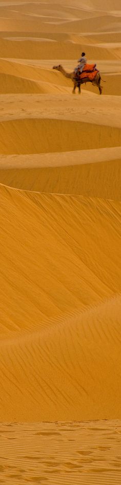 an animal in the middle of some sand dunes