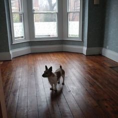 a small dog standing on top of a hard wood floor in front of two windows