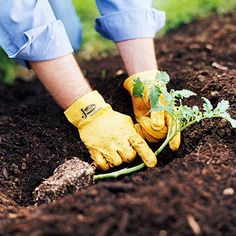 a person wearing yellow gloves and gardening gloves is digging in the dirt with a plant