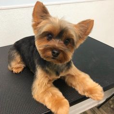 a small brown and black dog sitting on top of a table