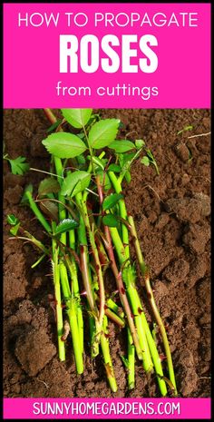 how to propagate roses from cuttings in the garden with text overlay