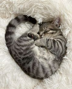 a cat is curled up and sleeping on a fluffy white blanket