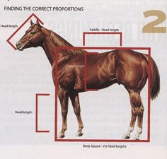 the horse is labeled in red and has two different parts to it's body