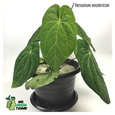 a green plant in a black pot on a white background with the caption, anubium magnificentum