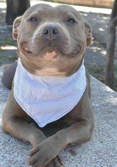 a pitbull wearing a bandana sitting on top of a cement slab in the sun