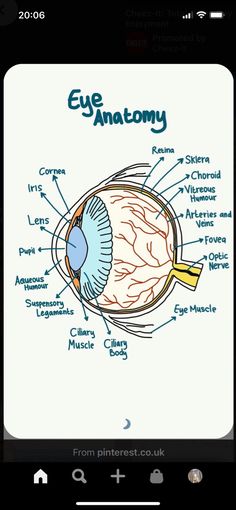 an eye diagram with all the parts labeled