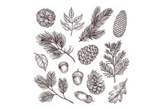 pine cones, leaves and acorns are drawn by hand on a white background