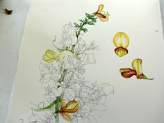 a drawing of some flowers on a piece of paper