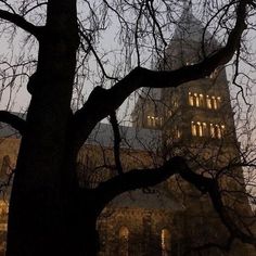 a tall building with lots of windows and trees in front of it at night time