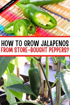 how to grow jalapenos from store - bought peppers? with text overlay