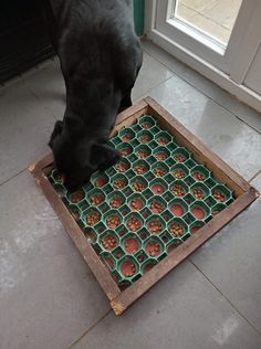 a black dog eating food out of a floor mat on the ground next to a door